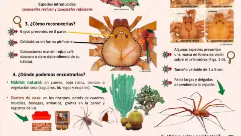 Temporada de araña violinista 2025: ¿Cuándo es y qué hacer ante una mordedura?