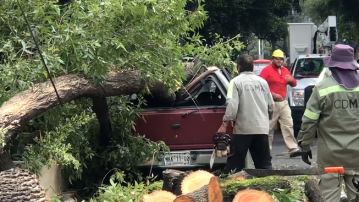 CAÍDA-ÁRBOL-AZCAPOTZALCO.png