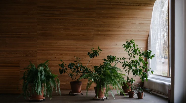 Plantas que absorben la humedad de casa y ayudan a prevenir el moho