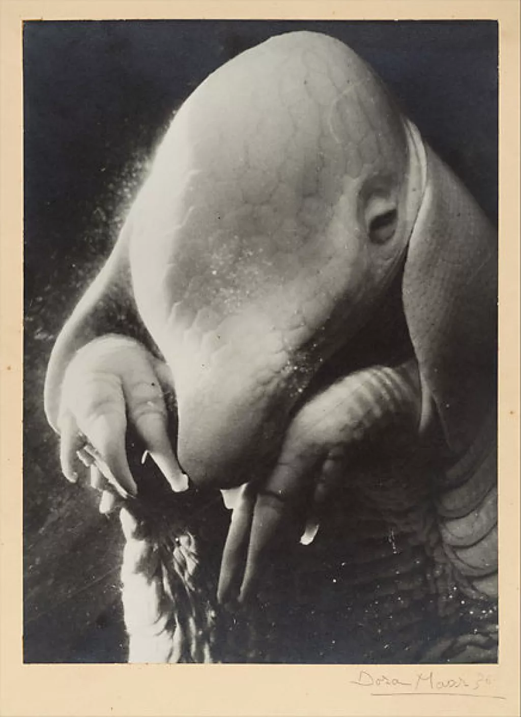 retrato de ubu dora maar