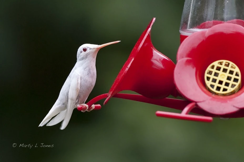 colibri.jpg