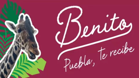 benito la jirafa llegará a Puebla