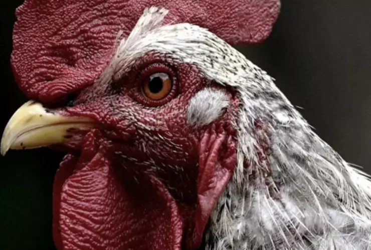 OMS confirma caso de niño de 4 años con gripe aviar AH9N2 en la India