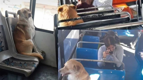 Perrito viaja en transporte público