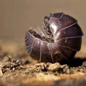 Bicho bolita en el huerto Los increíbles beneficios de este pequeño aliado.jpg