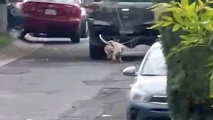 Rescatistas atienden a Pitbull arrastrado por camioneta en Jalisco; caso de maltrato, con nuevo responsable