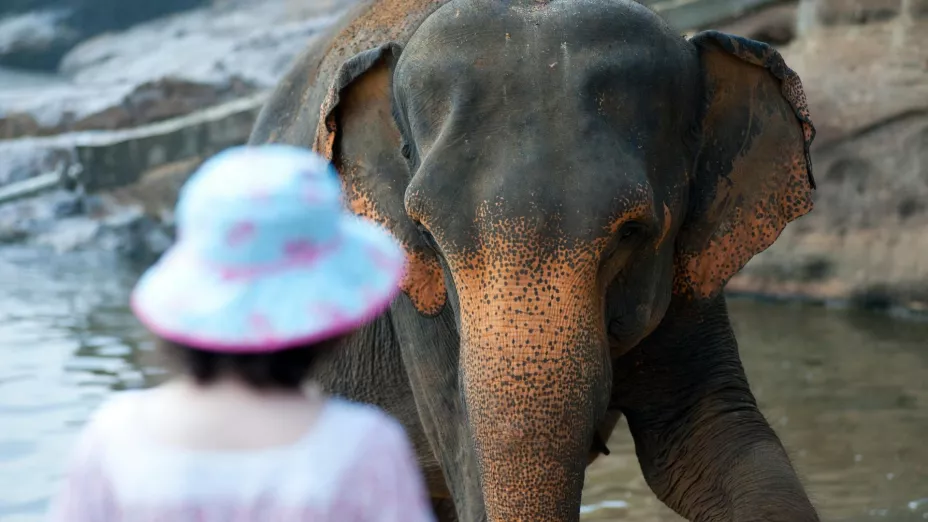 Niña de 8 años pierde la vida luego de ser pisoteada por un elefante; ¿cómo pasó?
