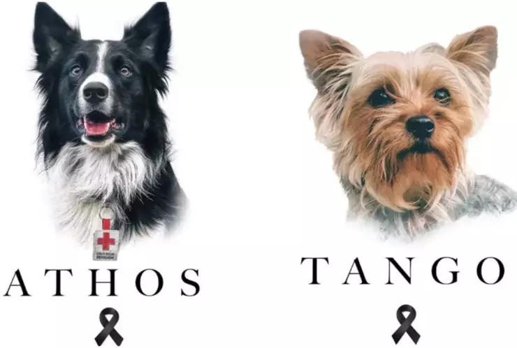 Declaran culpable al asesino de perritos envenenados en Querétaro