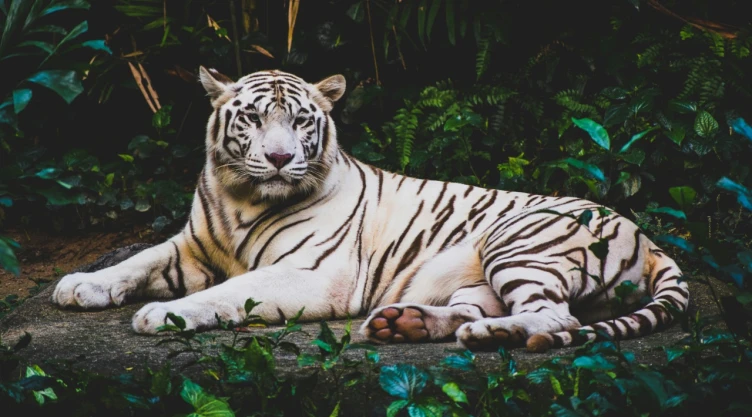 Foto de tigre de bengala blanco