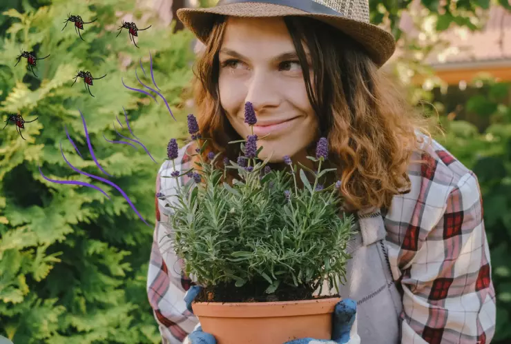 Fáciles de conseguir: las 3 plantas que ahuyentarán a las moscas de tu casa en un dos por tres