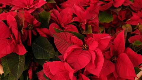 ¿La Flor de Nochebuena es venenosa? Te lo contamos