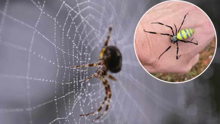 ¡Ahora vuelan! Arañas voladoras venenosas provocan pánico en Estados Unidos