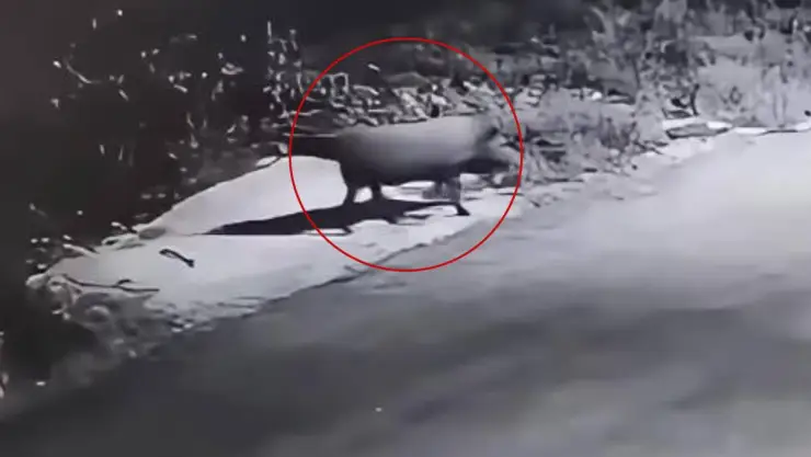 Matan a cerdo en Tizimín porque pensaron que era el _Uay Kekén_