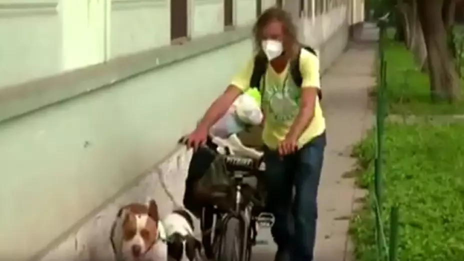 viajero perros.jpg