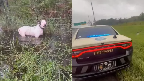 VIDEO_ URGENTE rescate de perro amarrado minutos antes del impacto del Huracán Milton en Florida