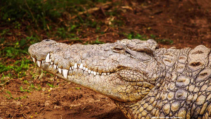 huellas ancestros cocodrilos.jpg