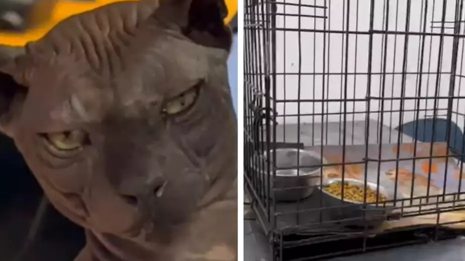 Gato egipcio adopcion Ciudad Juárez Texas