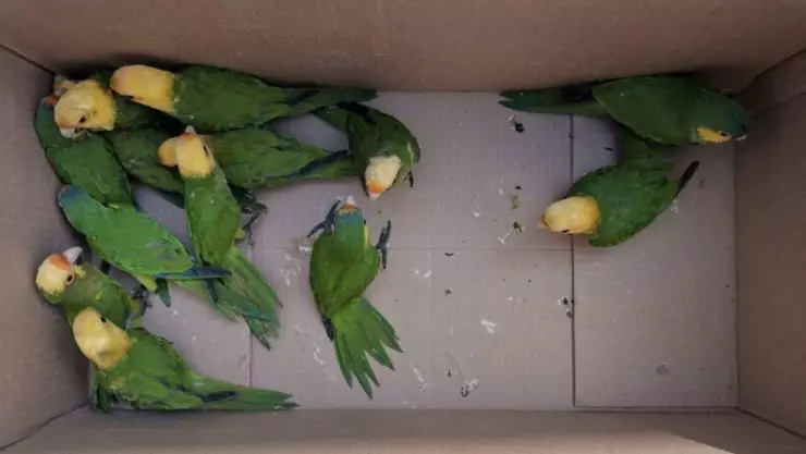 pericos decomisados durango.jpg