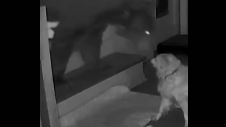 ¿Quién es Doodle, el perro de 17 años que enfrentó a un oso en su casa.png