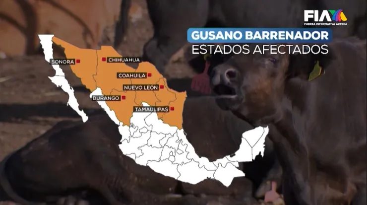 La crisis del gusano barrenador: Descontrol en la frontera por malos manejos