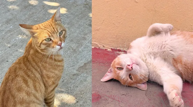 Gatos naranjas: qué dice la ciencia sobre la genética su color y la razón de su fama