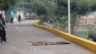 VIDEO: Así un hombre ahuyentó a un cocodrilo en la calle en Ciudad Isla, Veracruz