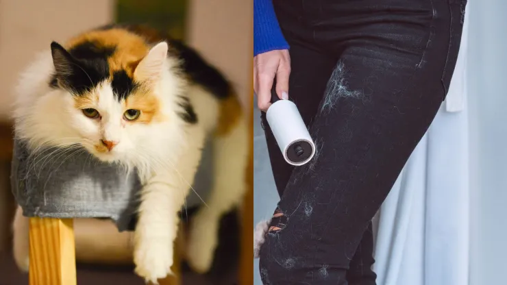 Pelo de gato