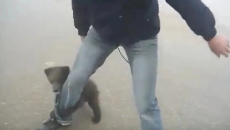 osito-hombre-incendio