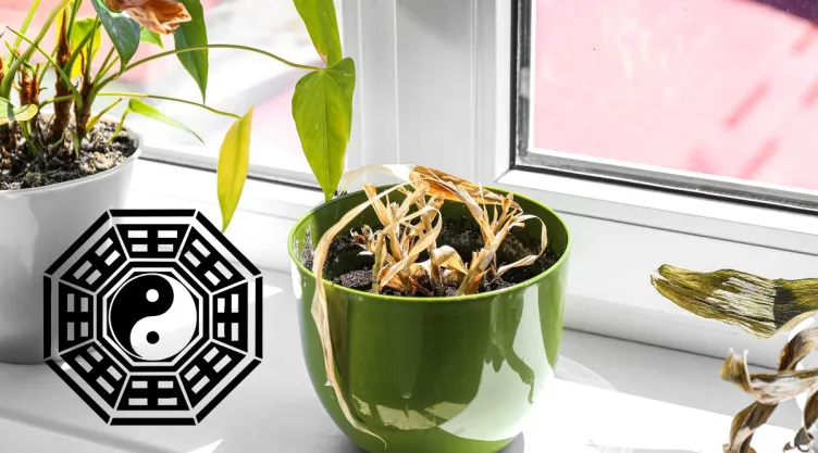 Qué quiere decir que una planta se te marchite en octubre