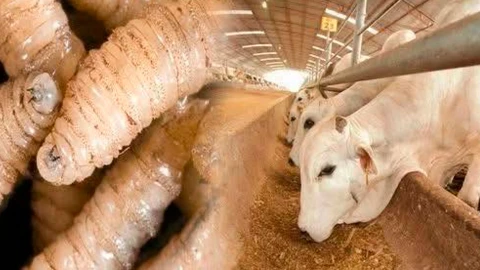 Gusano barrenador Tabasco