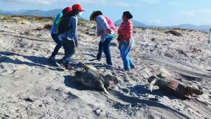 Encuentran cientos de tortugas muertas en playas de Oaxaca