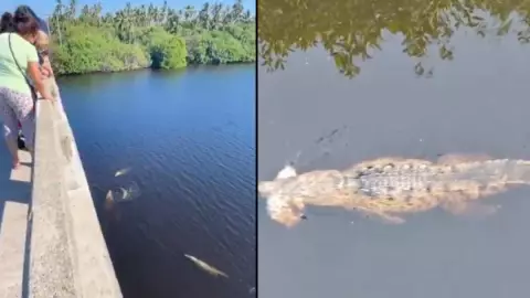 Buscan a cocodrilo que se comió a niño en Michoacá