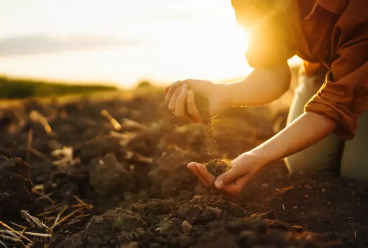 Abono con ingredientes caseros: Prepáralo y mira cómo florecen tus plantas