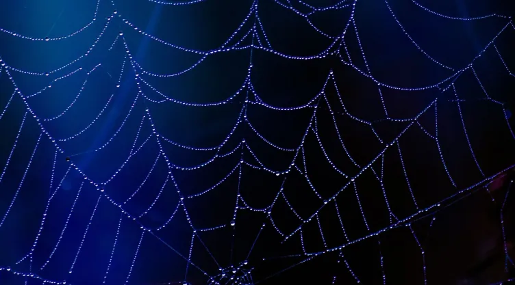 Araña violinista: ¿Cómo identificar su telaraña y nidos?