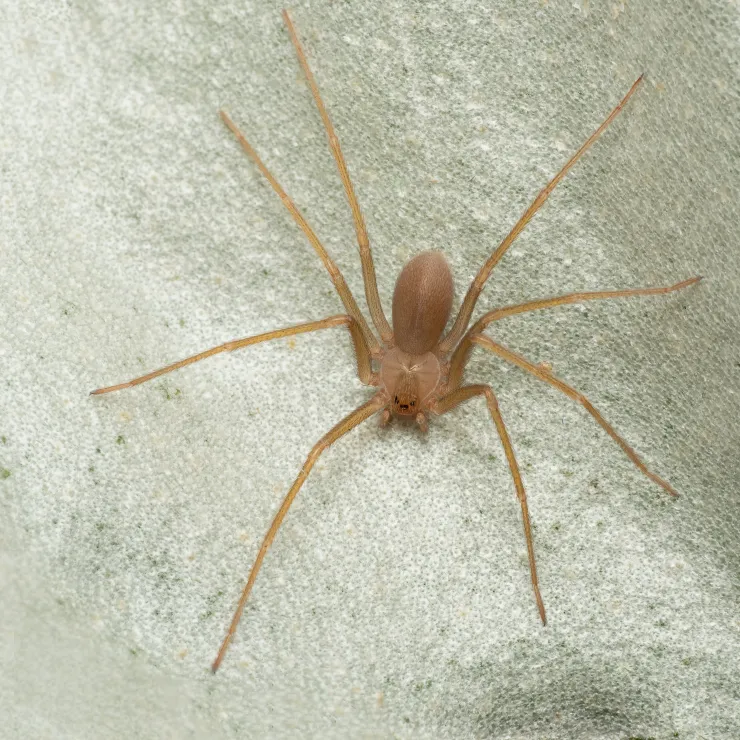 La araña violinista está presente en muchos sectores de México