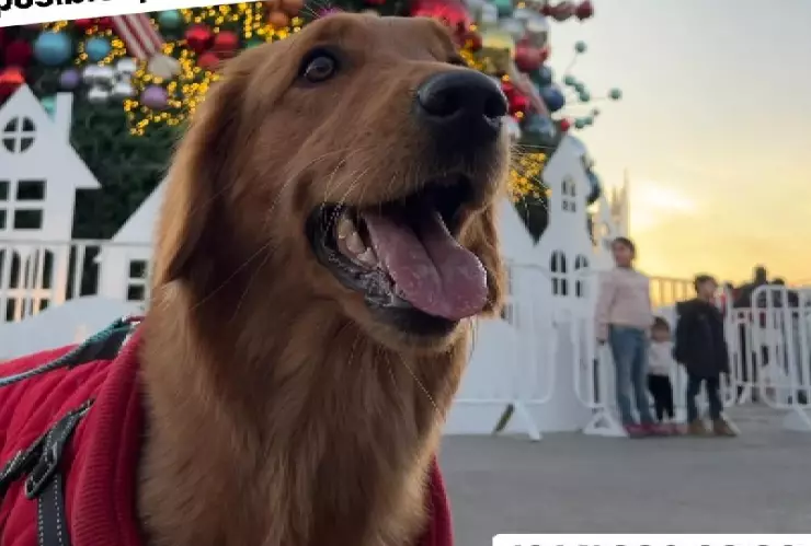 PERRITA EXPLOSION.jpg