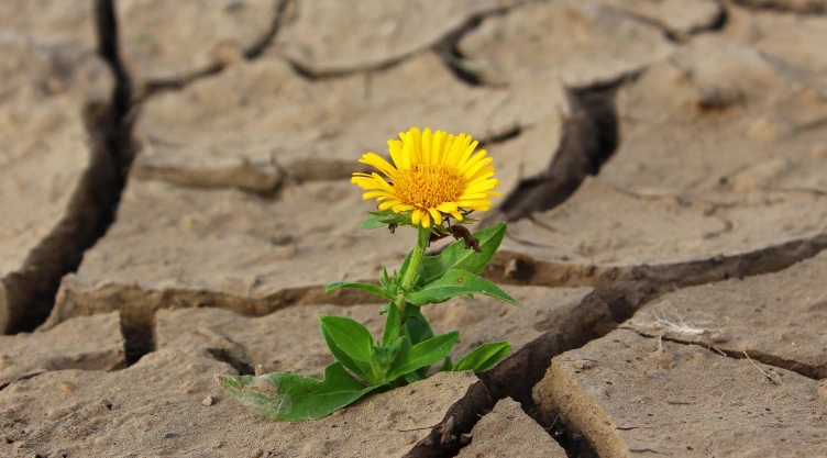 Cambio climático