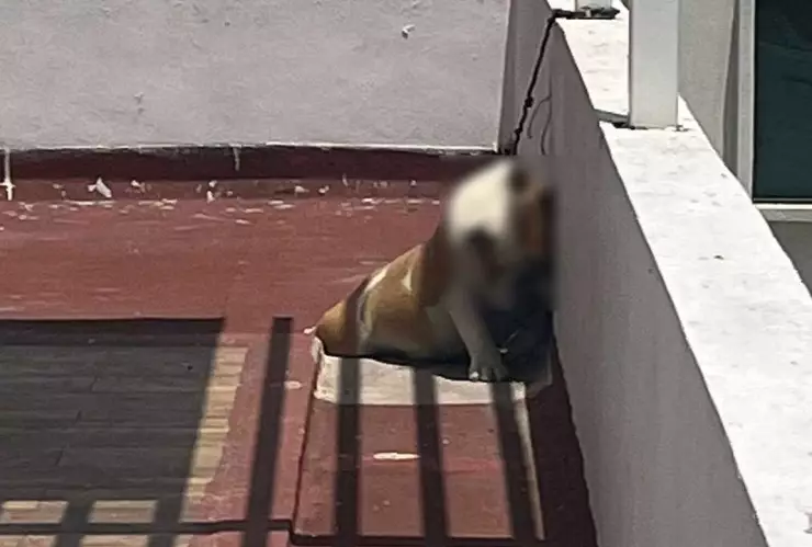 La Factoría niega responsabilidad en muerte de su perro en Puebla