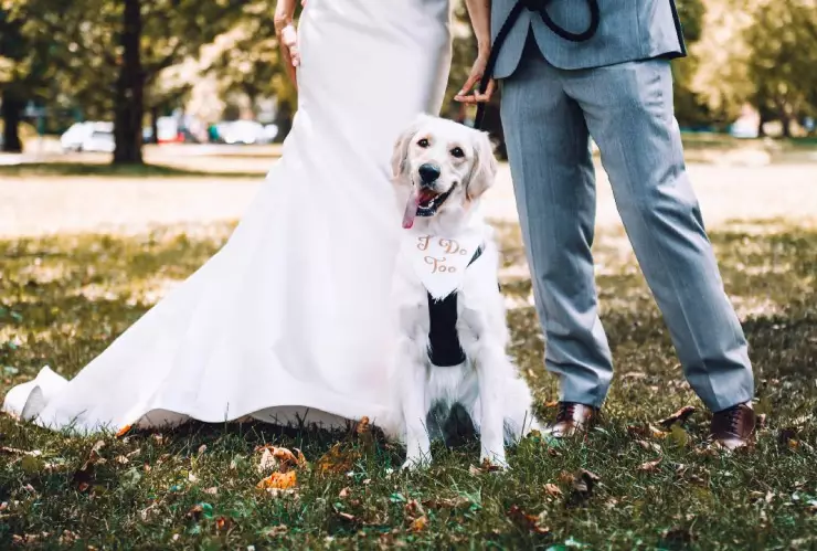 Novios dan invitación de boda que permite llevar mascotas