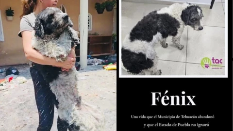 Rescatan-a-fénix-perro-atrapado-en-casa-incendiada-de-Tehuacán
