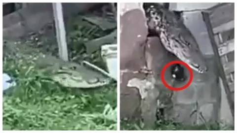 Captan a cocodrilo hambriento invadiendo casa de Ciudad Madero, Tamaulipas; se devora a un gato. En la imagen se observa cómo el cocodrilo sale de la casa con el animal muerto, posteriormente, oculto entre el pasto, se come al pequeño felino.