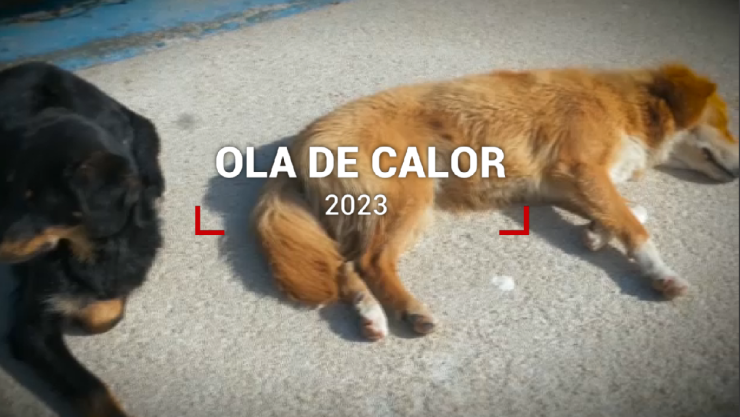 Golpe de calor en perros