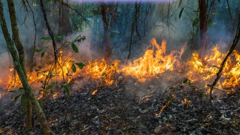 Incendio en la barranca de Los Vibradores moviliza a vecinos de Cuernavaca.