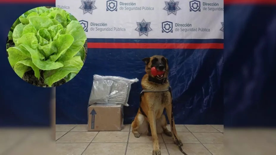 Torreón Noah, agente canino, detecta droga empaquetada como lechuga.jpg