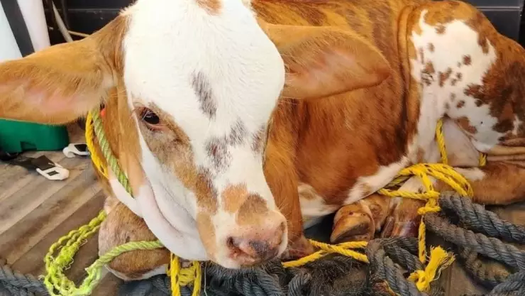 Recuperan BECERRO robado en Kopté tras días de búsqueda