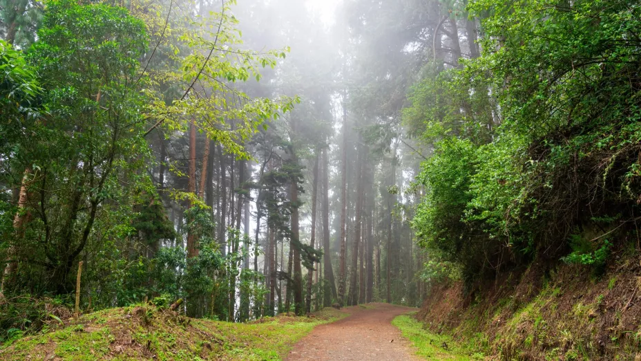bosque más bonito México