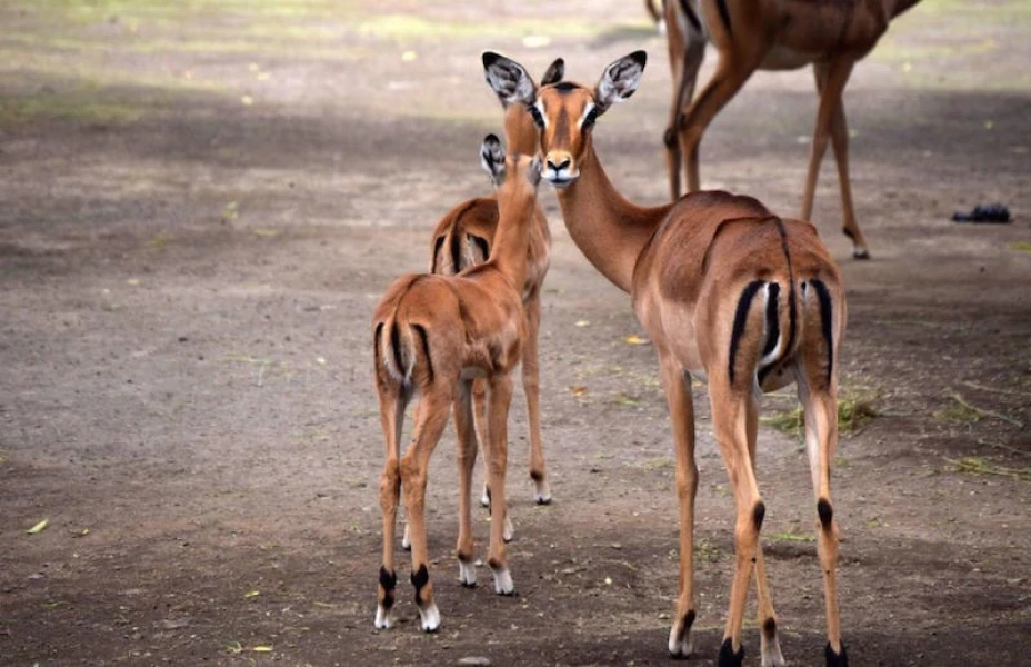 Impala