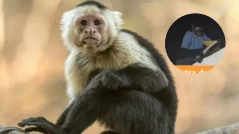 mono-roba-tarea-sinaloa-tiktok