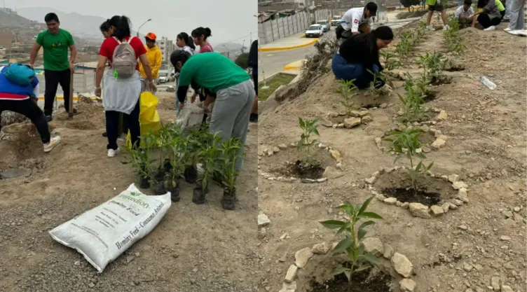 BTS en Perú 2026: ARMY planta árboles para sorprender a la agrupación
