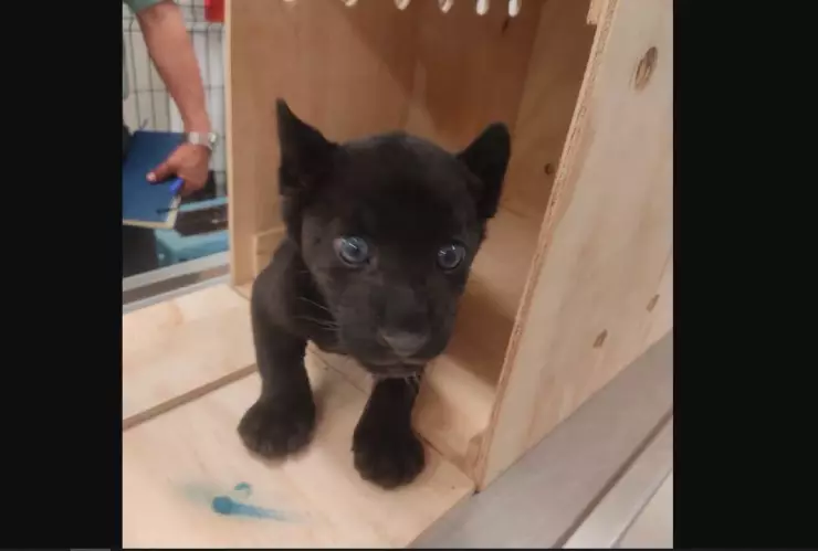 cachorro jaguar Yucatán